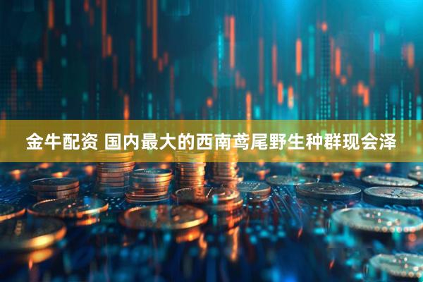 金牛配资 国内最大的西南鸢尾野生种群现会泽